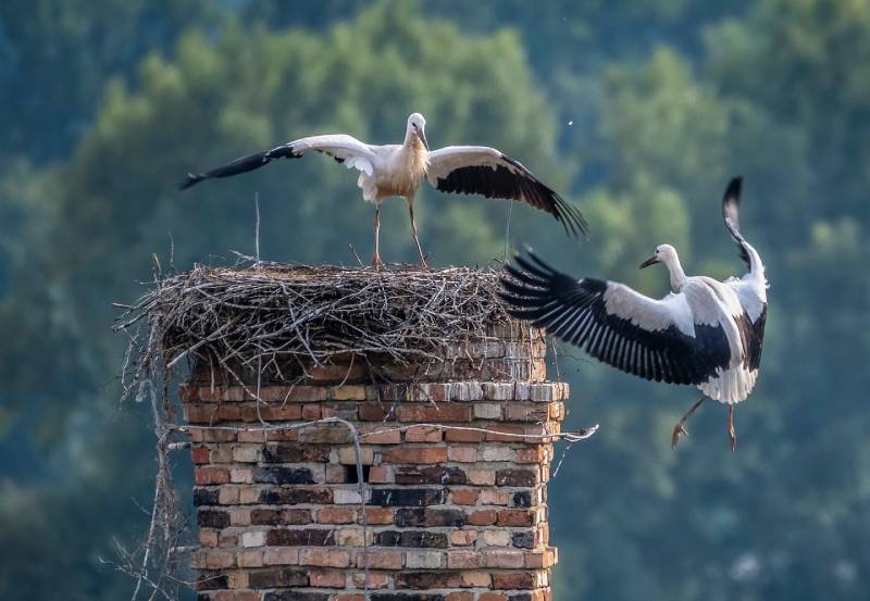 Expert Chimney Animal Removal in Harvey, IL Professional Chimney Animal Removal Services in Harvey, Illinois